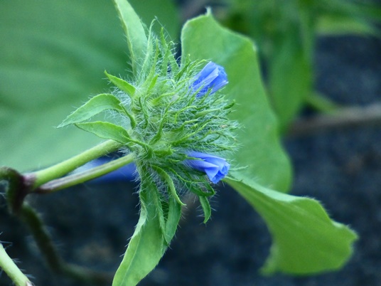 {Jacquemontia tamnifolia}